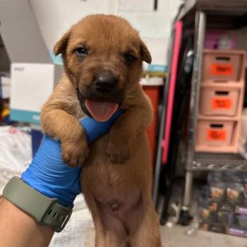 Jerome -  Shepherd Dog for Adoption in Edinburg, Texas - Jerome | PetCurious