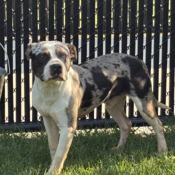 Cujo -  Pit Bull Terrier Dog for Adoption in Bourbonnais, Illinois - Cujo | PetCurious