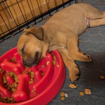 Gatorade -  Mixed Breed Dog for Adoption in Buffalo, Minnesota - Gatorade | PetCurious