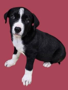 Rescue Border Collie Dogs for Adoption in New Castle, Indiana - Sadie | PetCurious