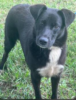 Mario -  Labrador Retriever and Border Collie Dog for Adoption in Houston, Texas - Mario | PetCurious