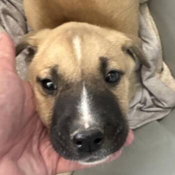 Terrier and Mixed Breed Dogs Available for Adoption in Marshall, Texas - Bluebell | PetCurious