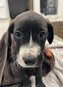 Labrador Retriever Dogs Available for Adoption in Baytown, Texas - SOLSTICE | PetCurious
