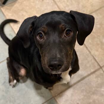 Rescue Mixed Breed Dogs for Adoption in Chattanooga, Tennessee - Treat | PetCurious