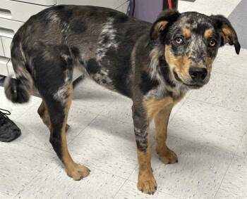 Rescue Catahoula Leopard Dog Dogs for Adoption in Salt Lake City, Utah - Maddie | PetCurious