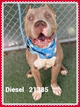 DIESEL/JAVA -  Pit Bull Terrier and American Staffordshire Terrier Dog for Adoption in Marietta, Georgia - DIESEL/JAVA | PetCurious