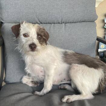 Terrier Dogs Available for Adoption in Tucson, Arizona - Eva | PetCurious