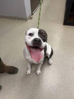 Blaze -  Mixed Breed Dog for Adoption in Palm Coast, Florida - Blaze | PetCurious