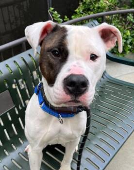 Pit Bull Terrier Dogs Available for Adoption in Hoffman Estates, Illinois - Tilly | PetCurious