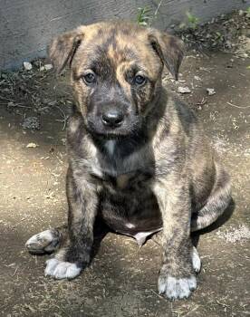 Mountain Cur Dogs Available for Adoption in Godfrey, Illinois - Jumping Jack Flash | PetCurious