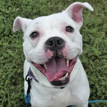 Rescue Pit Bull Terrier and Boxer Dogs for Adoption in Bryan, Texas - Amora | PetCurious