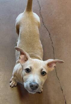 Mixed Breed Dogs Available for Adoption in Stanwood, Washington - Olaf | PetCurious