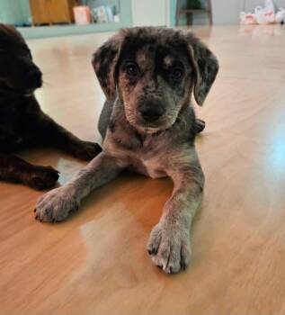 Labrador Retriever Dogs Available for Adoption - Benedict | PetCurious