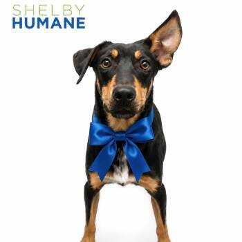 Baylor -  Mixed Breed Dog for Adoption in Columbiana, Alabama - Baylor | PetCurious