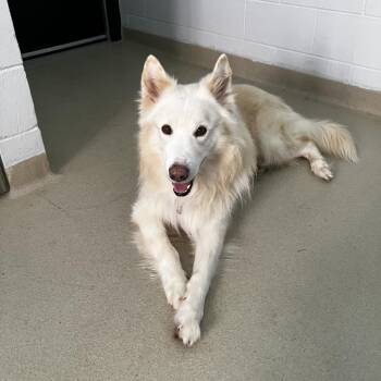 Jerico -  Husky Dog for Adoption in Marshall, Virginia - Jerico | PetCurious