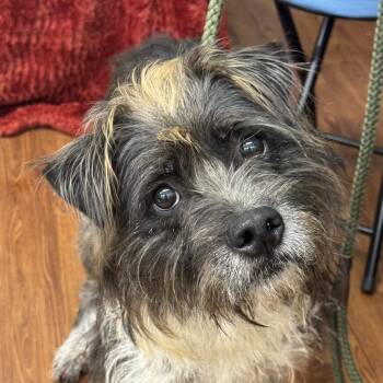 Rescue Schnauzer Dogs for Adoption in Meridian, Mississippi - Kagome | PetCurious