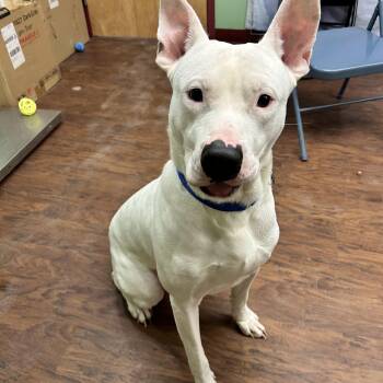 Rescue Pit Bull Terrier Dogs for Adoption in Howes Cave, New York - Elmer | PetCurious