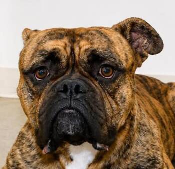 Louiz -  English Bulldog and Boxer Dog for Adoption in Sterling, Colorado - Louiz | PetCurious