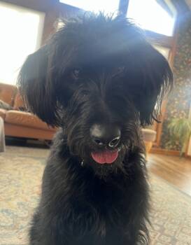 Rescue Giant Schnauzer and Mixed Breed Dogs for Adoption in West Allis, Wisconsin - Kaiser | PetCurious
