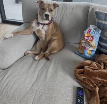 Chloe -  Terrier and Mixed Breed Dog for Adoption in Atlanta, Georgia - Chloe | PetCurious