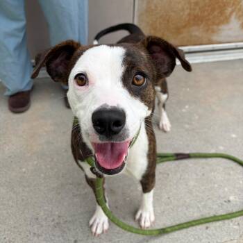 Janet -  Mixed Breed Dog for Adoption in Bedford, New Hampshire - Janet | PetCurious