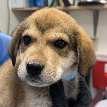 Wraith -  Labrador Retriever and Mixed Breed Dog for Adoption in Taos, New Mexico - Wraith | PetCurious