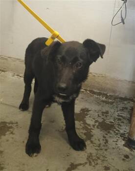 German Shepherd Dog Dogs Available for Adoption in Camarillo, California - TAC | PetCurious