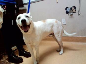 ANNIE -  Pit Bull Terrier and Mixed Breed Dog for Adoption in Martinez, California - ANNIE | PetCurious