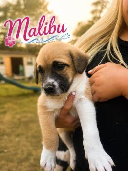 Labrador Retriever and Shepherd Dogs Available for Adoption in Carmel Hamlet, New York - Malibu (Coastal Litter) | PetCurious
