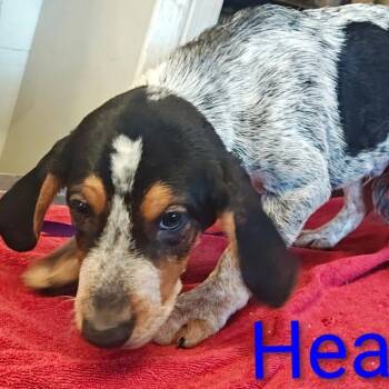 Hearts -  Coonhound and Mixed Breed Dog for Adoption in Chicago, Illinois - Hearts | PetCurious