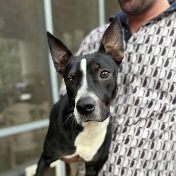 Rescue Carolina Dog Dogs for Adoption in Columbia, South Carolina - Sweet Pea | PetCurious