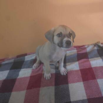 Earth -  Anatolian Shepherd and Mixed Breed Dog for Adoption in Aberdeen, North Carolina - Earth | PetCurious
