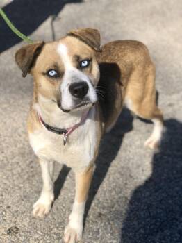 Shepherd and Husky Dogs Available for Adoption - Aurora | PetCurious