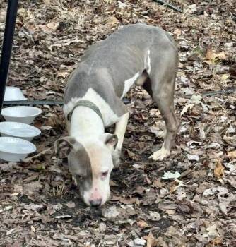 Rescue Pit Bull Terrier Dogs for Adoption in Petersburg, Virginia - Barnaby | PetCurious