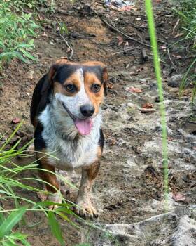 Beefcake -  Beagle and Basset Hound Dog for Adoption in Murray, Kentucky - Beefcake | PetCurious