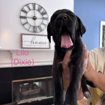 Lilo -  Great Pyrenees and Labrador Retriever Dog for Adoption - Lilo | PetCurious