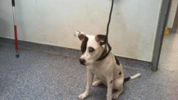 A1265582 -  Pit Bull Terrier and Mixed Breed Dog for Adoption in Charlotte, North Carolina - A1265582 | PetCurious
