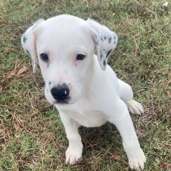 Olive -  Retriever Dog for Adoption in Glocester, Rhode Island - Olive | PetCurious