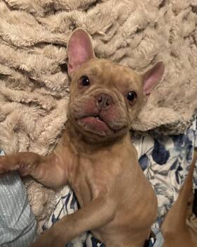 Rocky -  French Bulldog Dog for Adoption in North Freedom, Wisconsin - Rocky | PetCurious