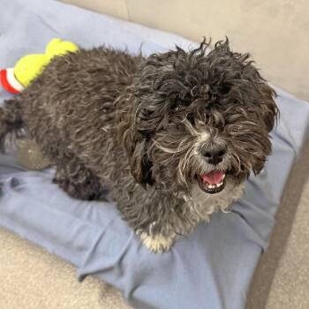 Mixed Breed Dogs Available for Adoption in Hailey, Idaho - Miss Frizzle | PetCurious