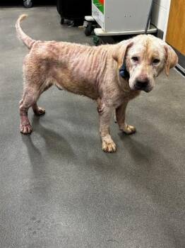 LENNON -  Labrador Retriever Dog for Adoption - LENNON | PetCurious