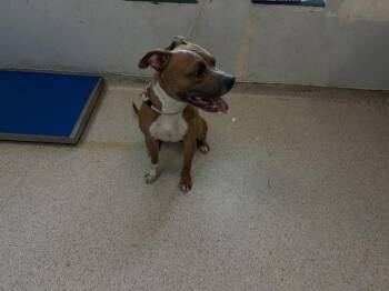 Buttercup -  Mixed Breed Dog for Adoption in New York, New York - Buttercup | PetCurious