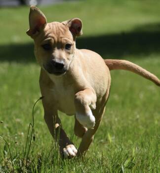 Ruby -  German Shepherd Dog and Labrador Retriever Dog for Adoption in Mechanicsburg, Pennsylvania - Ruby | PetCurious