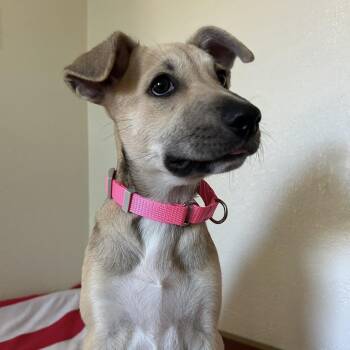 Rachel -  German Shepherd Dog Dog for Adoption in South Houston, Texas - Rachel | PetCurious