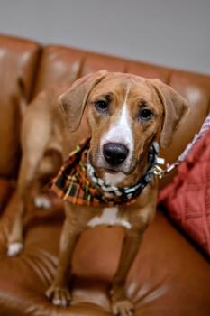 Rescue Hound Dogs for Adoption in Frankfort, New York - Daisy | PetCurious