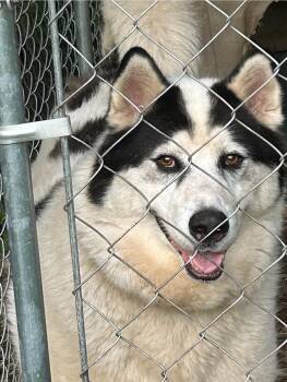 Rescue Alaskan Malamute Dogs for Adoption in Inez, Kentucky - Parker | PetCurious