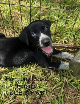 Melody -  Mixed Breed Dog for Adoption in Lawrenceburg, Tennessee - Melody | PetCurious