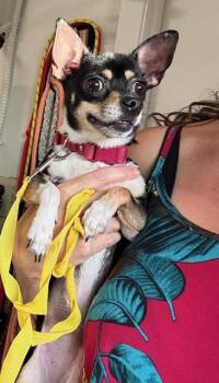 Chihuahua Dogs Available for Adoption in Tifton, Georgia - Candy | PetCurious
