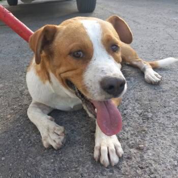 Rescue Pit Bull Terrier and Mixed Breed Dogs for Adoption in Wadena, Minnesota - Howie | PetCurious