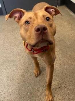 Pit Bull Terrier Dogs Available for Adoption in Cleveland, Ohio - Patty Mayonnaise | PetCurious